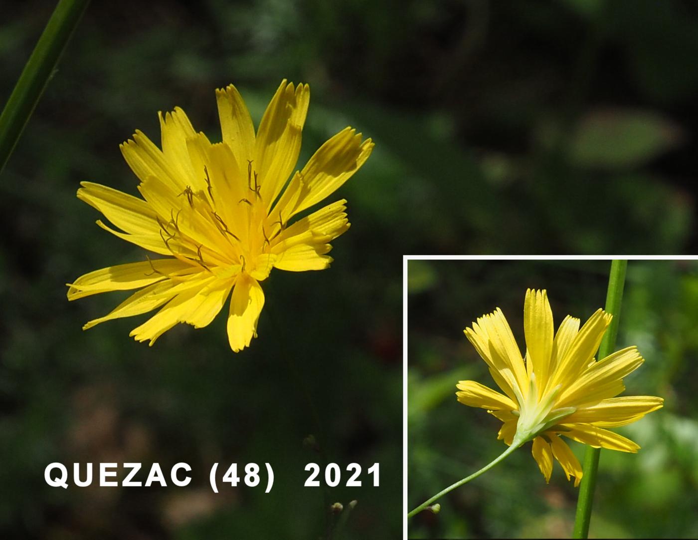 Nipplewort, Perennial flower